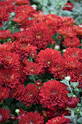 Samantha Red Chrysanthemum (Chrysanthemum 'Samantha Red') at Stonegate Gardens