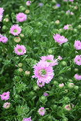 Henry III Pink Aster (Symphyotrichum novi-belgii 'Henry III Pink') at A Very Successful Garden Center