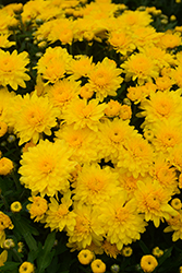 Venos Yellow Chrysanthemum (Chrysanthemum 'Venos Yellow') at Stonegate Gardens