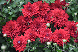 Radiant Red Chrysanthemum (Chrysanthemum 'Zanmuradiant') at Stonegate Gardens
