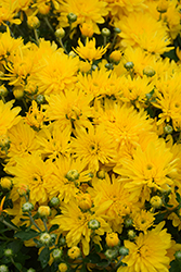 Yolanda Yellow Chrysanthemum (Chrysanthemum 'Yolanda Yellow') at Stonegate Gardens