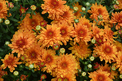 Beverly Orange Chrysanthemum (Chrysanthemum 'Beverly Orange') at A Very Successful Garden Center
