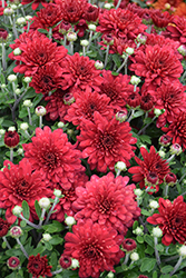 Red Hots Chrysanthemum (Chrysanthemum 'Red Hots') at Stonegate Gardens