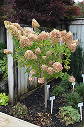 Limelight Hydrangea (tree form) (Hydrangea paniculata 'Limelight (tree form)') at Lakeshore Garden Centres