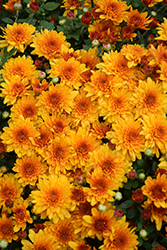 Soul Sister Orange Chrysanthemum (Chrysanthemum 'Soul Sister Orange') at Stonegate Gardens