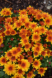Banquet Red Bicolor Chrysanthemum (Chrysanthemum 'Banquet Red Bicolor') at Stonegate Gardens