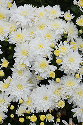 Cheryl Frosty White Chrysanthemum (Chrysanthemum 'Cheryl Frosty White') at Stonegate Gardens