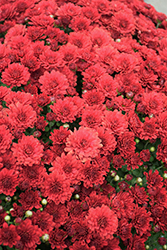 Seaside Red Chrysanthemum (Chrysanthemum 'Seaside Red') at Stonegate Gardens