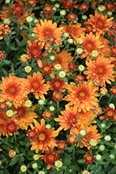Arluno Orange Chrysanthemum (Chrysanthemum 'Arluno Orange') at A Very Successful Garden Center