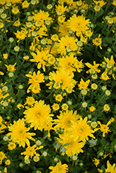 Avalon Sunny Yellow Chrysanthemum (Chrysanthemum 'Avalon Sunny Yellow') at Lakeshore Garden Centres
