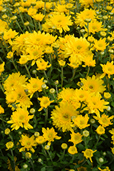 Beverly Gold Chrysanthemum (Chrysanthemum 'Beverly Gold') at Stonegate Gardens