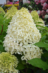 Quick Fire Fab Hydrangea (Hydrangea paniculata 'SMNHPM') at Lakeshore Garden Centres