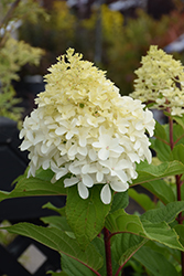 Limelight Prime Hydrangea (Hydrangea paniculata 'SMNHPPH') at Lakeshore Garden Centres