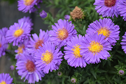 Woods Purple Aster (Symphyotrichum 'Woods Purple') at Lakeshore Garden Centres