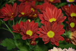 Breeze Dark Red Chrysanthemum (Chrysanthemum 'Breeze Dark Red') at Stonegate Gardens