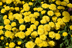 Jasoda Yellow Chrysanthemum (Chrysanthemum 'Jasoda Yellow') at Stonegate Gardens