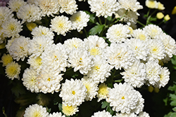 Jasoda White Chrysanthemum (Chrysanthemum 'Jasoda White') at A Very Successful Garden Center