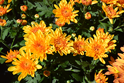 Newport Bronze Bicolor Chrysanthemum (Chrysanthemum 'Newport Bronze Bicolor') at Stonegate Gardens