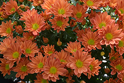 Hilo Tangerine Chrysanthemum (Chrysanthemum 'Hilo Tangerine') at A Very Successful Garden Center