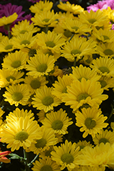 Breeze Yellow Chrysanthemum (Chrysanthemum 'Breeze Yellow') at Stonegate Gardens