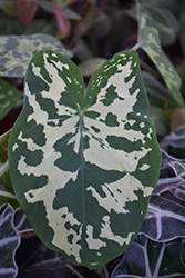 Hilo Beauty Caladium (Caladium praetermissum 'Hilo Beauty') at Lakeshore Garden Centres