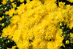 Party Yellow Chrysanthemum (Chrysanthemum 'Party Yellow') at Stonegate Gardens