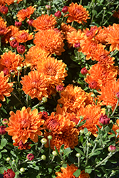 Kicks Orange Chrysanthemum (Chrysanthemum 'Kick Orange') at Stonegate Gardens