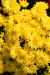 Whimsy Yellow Chrysanthemum (Chrysanthemum 'Whimsy Yellow') at Stonegate Gardens