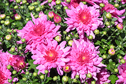 Fonti Dark Pink Chrysanthemum (Chrysanthemum 'Fonti Dark Pink') at Stonegate Gardens