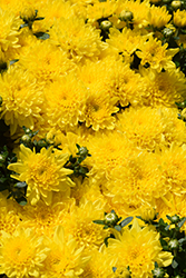 Desire Golden Chrysanthemum (Chrysanthemum 'Desire Golden') at Stonegate Gardens