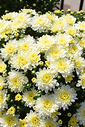 Homerun White Chrysanthemum (Chrysanthemum 'Homerun White') at Stonegate Gardens