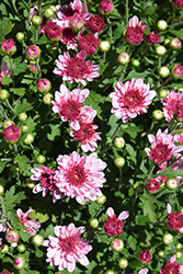 Lively Pink Bicolor Chrysanthemum (Chrysanthemum 'Lively Pink Bicolor') at Stonegate Gardens