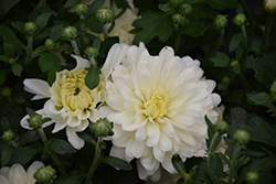 Bliss White Chrysanthemum (Chrysanthemum 'Bliss White') at Stonegate Gardens
