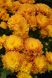 Crush Orange Chrysanthemum (Chrysanthemum 'Crush Orange') at Stonegate Gardens