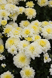 Aspen White Chrysanthemum (Chrysanthemum 'Zanmuspen') at A Very Successful Garden Center