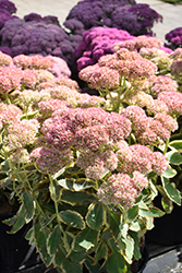 Frosted Fire Stonecrop (Sedum 'Frosted Fire') at Stonegate Gardens