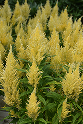 Kelos Fire Yellow Celosia (Celosia 'Kelos Fire Yellow') at Lakeshore Garden Centres