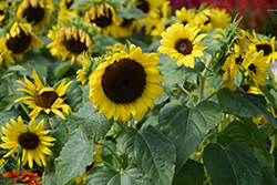 ProCut Brilliance Sunflower (Helianthus annuus 'ProCut Brilliance') at Stonegate Gardens
