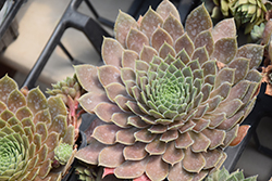 Hopewell Hens And Chicks (Sempervivum 'Hopewell') at Lakeshore Garden Centres