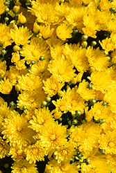 Padre Yellow Chrysanthemum (Chrysanthemum 'Padre Yellow') at Lakeshore Garden Centres