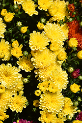 Ditto Yellow Chrysanthemum (Chrysanthemum 'Ditto Yellow') at Stonegate Gardens