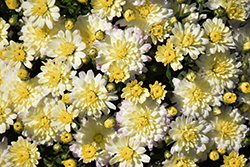 Jacqueline Pearl Chrysanthemum (Chrysanthemum 'Jacqueline Pearl') at Lakeshore Garden Centres