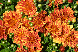 Tiger Eyes Chrysanthemum (Chrysanthemum 'Tiger Eyes') at Lakeshore Garden Centres