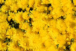 Goldmine Yellow Chrysanthemum (Chrysanthemum 'Zanmugolmine') at Stonegate Gardens
