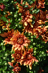 Homerun Orange Chrysanthemum (Chrysanthemum 'Homerun Orange') at A Very Successful Garden Center