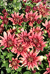Fonti Red Chrysanthemum (Chrysanthemum 'Fonti Red') at Stonegate Gardens