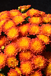 Solar Flare Chrysanthemum (Chrysanthemum 'Solar Flare') at Stonegate Gardens