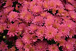 Jacqueline Peach Fusion Chrysanthemum (Chrysanthemum 'Jacqueline Peach Fusion') at Stonegate Gardens
