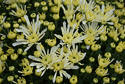 Aluga White Chrysanthemum (Chrysanthemum 'Aluga White') at Stonegate Gardens