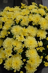 Ditto Lemon Chrysanthemum (Chrysanthemum 'Ditto Lemon') at Stonegate Gardens